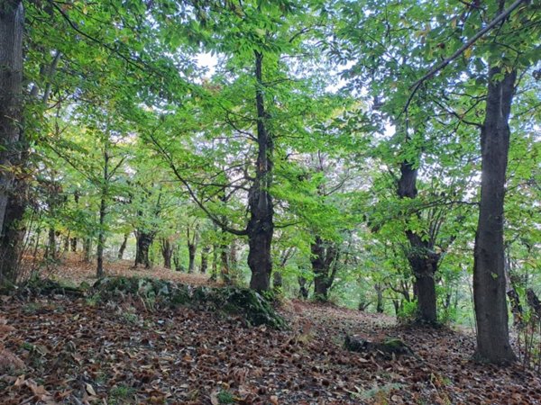 terreno agricolo in vendita a Giffoni Valle Piana in zona Ornito