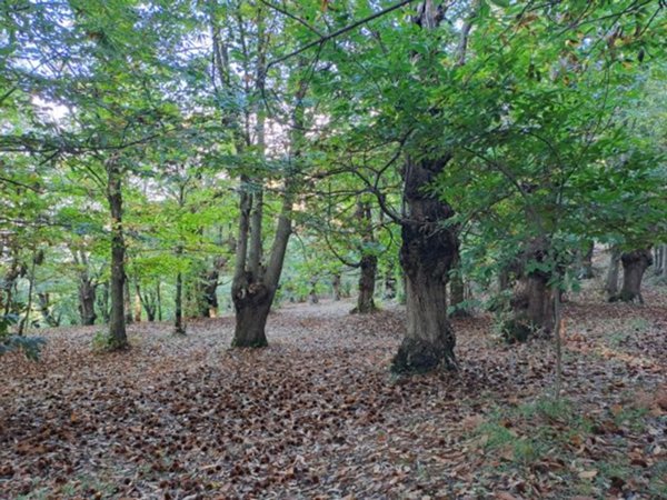 terreno agricolo in vendita a Giffoni Valle Piana in zona Ornito