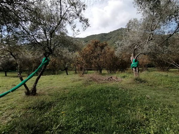 terreno agricolo in vendita a Giffoni Valle Piana
