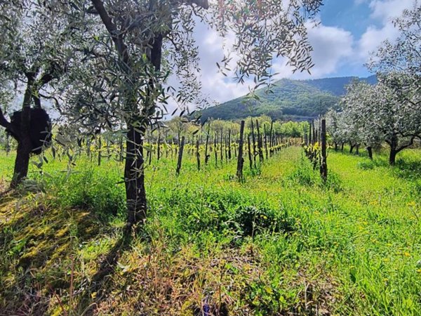 terreno agricolo in vendita a Giffoni Valle Piana in zona Ornito
