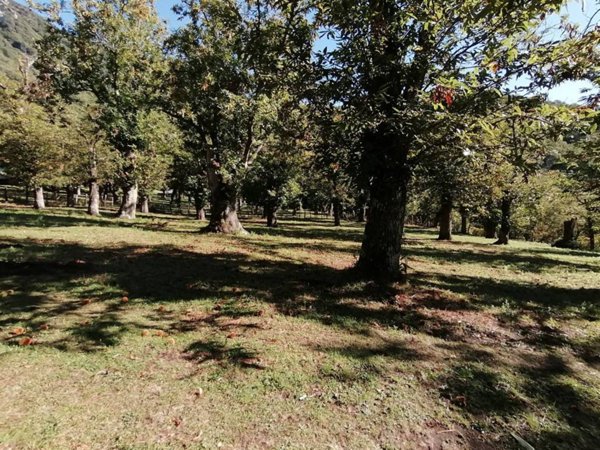 terreno agricolo in vendita a Giffoni Valle Piana in zona Curti