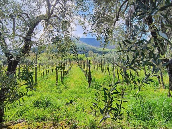 terreno agricolo in vendita a Giffoni Valle Piana in zona Ornito