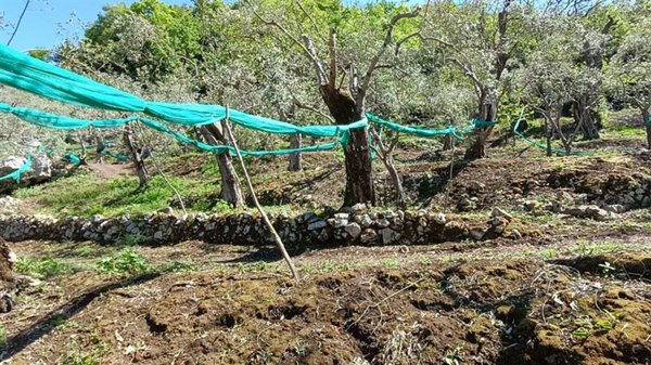 terreno agricolo in vendita a Giffoni Valle Piana