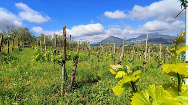 terreno agricolo in vendita a Giffoni Valle Piana in zona Ornito