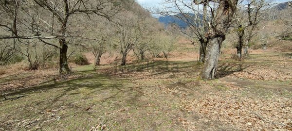 terreno in vendita a Giffoni Valle Piana in zona Ornito