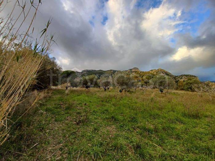 terreno agricolo in vendita a Giungano