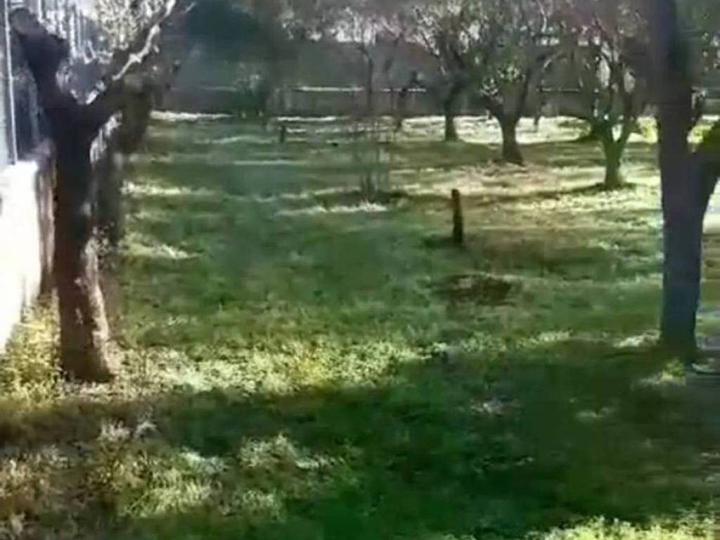 terreno agricolo in vendita a Giungano