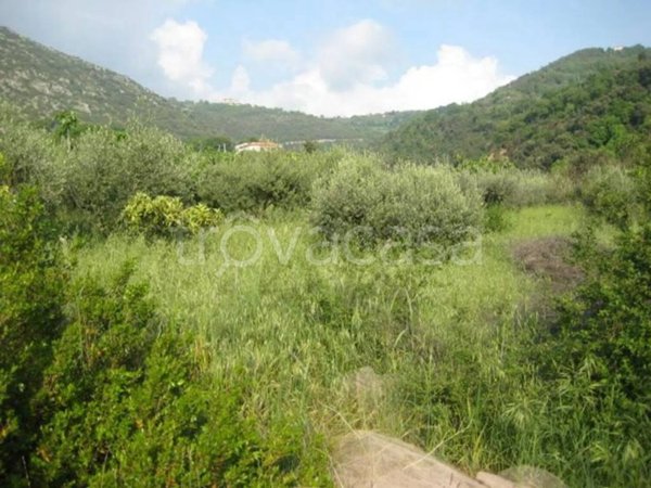 terreno agricolo in vendita a Giungano