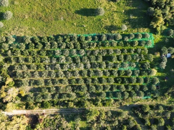 terreno agricolo in vendita a Giungano