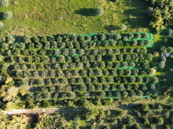 terreno agricolo in vendita a Giungano