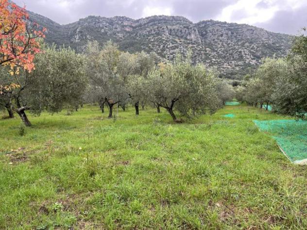 terreno agricolo in vendita a Giungano