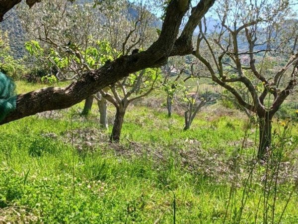 terreno agricolo in vendita a Giungano