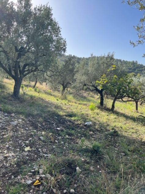 terreno agricolo in vendita a Giungano