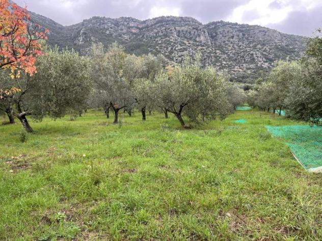 terreno agricolo in vendita a Giungano
