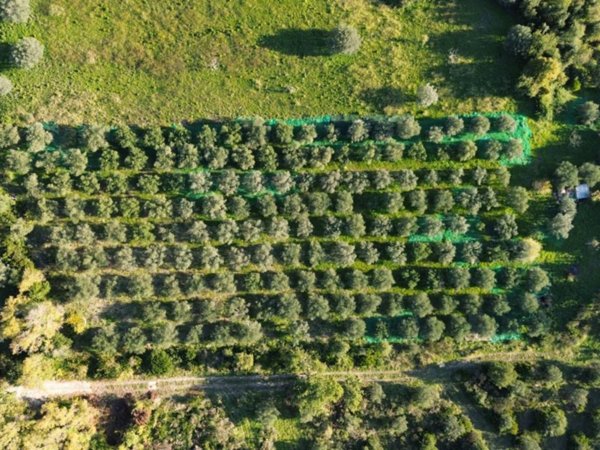 terreno agricolo in vendita a Giungano