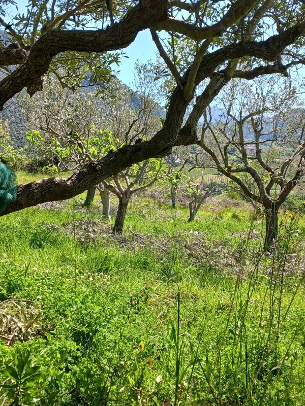casa indipendente in vendita a Giungano