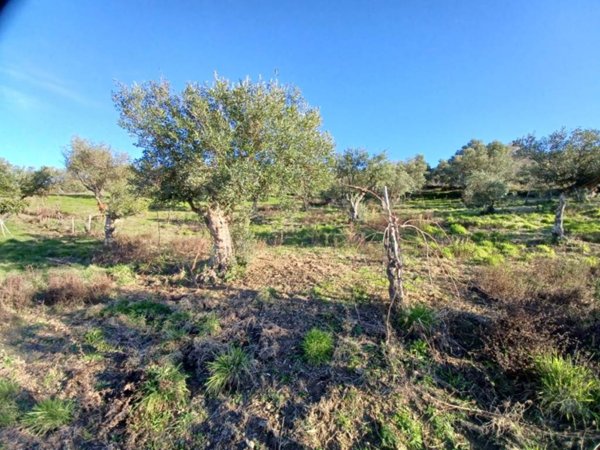 terreno agricolo in vendita a Laureana Cilento