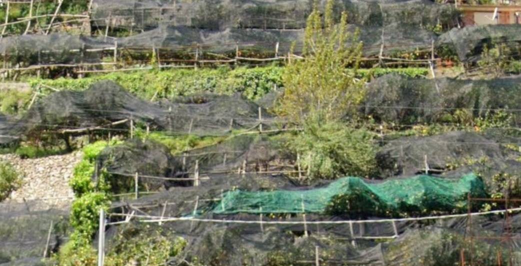 terreno agricolo in vendita a Maiori in zona Ponteprimario
