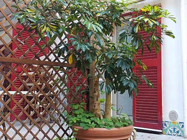 appartamento in vendita a Maiori