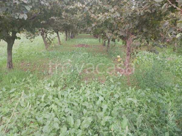 terreno agricolo in vendita a Mercato San Severino in zona Ciorani