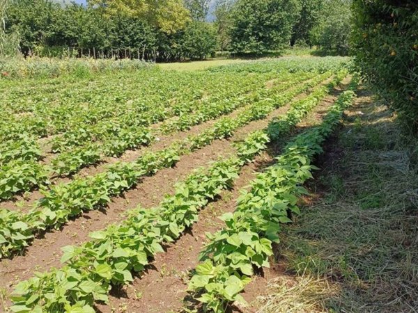 terreno agricolo in vendita a Mercato San Severino in zona Priscoli