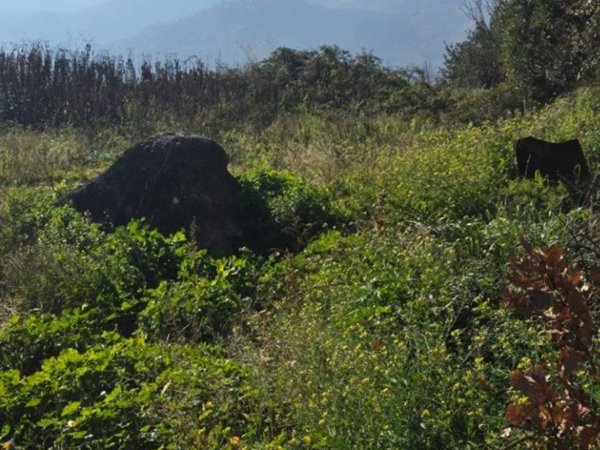 terreno agricolo in vendita a Mercato San Severino in zona Ciorani