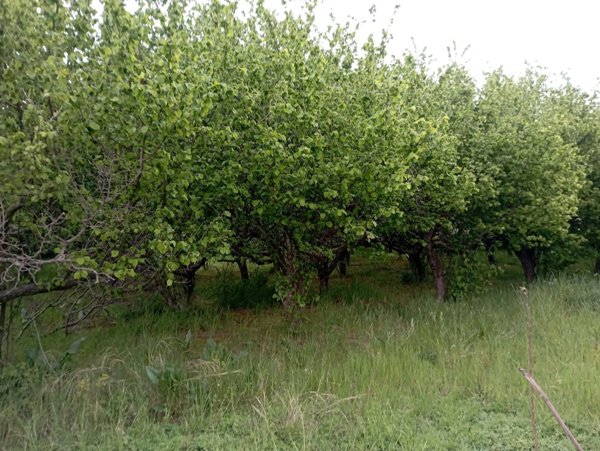 terreno agricolo in vendita a Mercato San Severino
