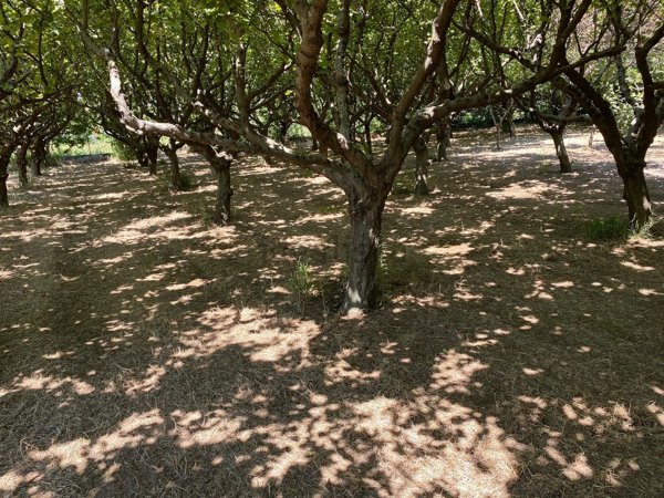 terreno agricolo in vendita a Mercato San Severino in zona Piazza del Galdo