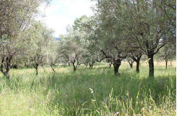 terreno agricolo in vendita a Moio della Civitella
