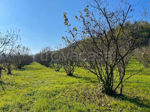 terreno agricolo in vendita a Cherasco