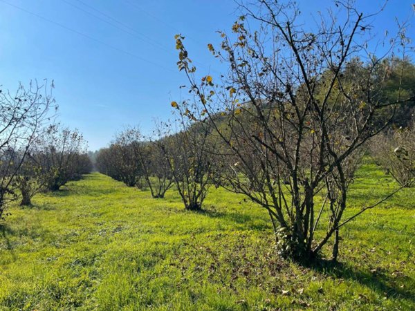 terreno agricolo in vendita a Cherasco