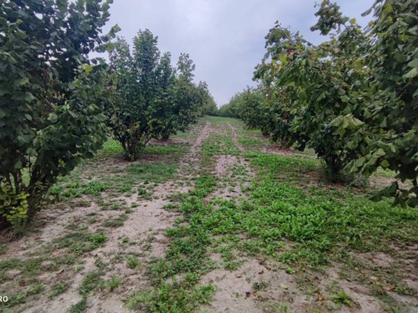 terreno agricolo in vendita a Cherasco