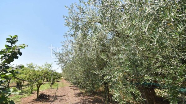 terreno agricolo in vendita a Montecorvino Pugliano in zona San Vito