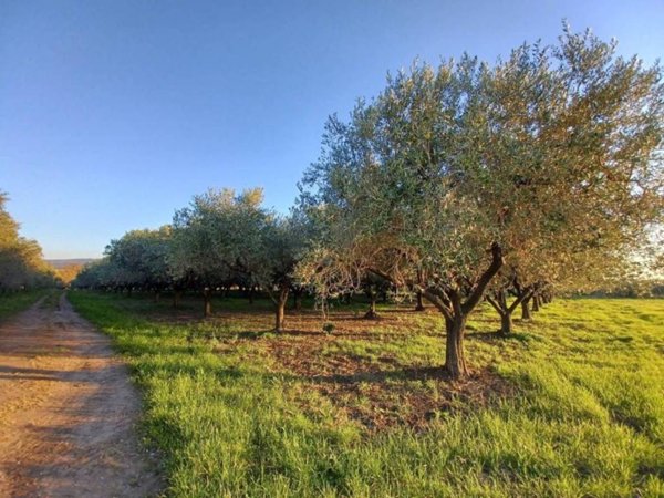 terreno agricolo in vendita a Montecorvino Pugliano