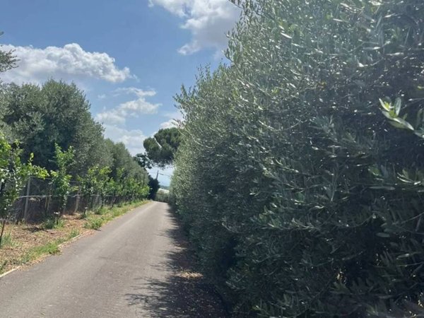 terreno agricolo in vendita a Montecorvino Pugliano