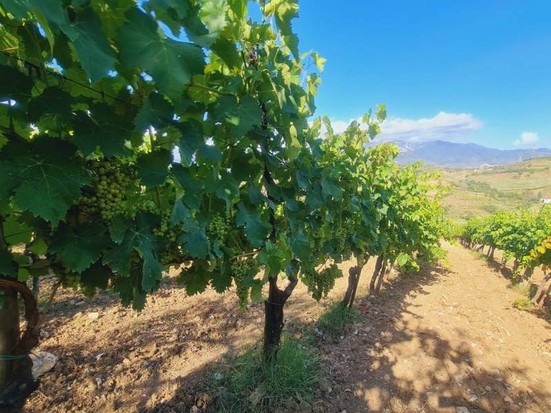 terreno agricolo in vendita a Montecorvino Pugliano in zona Pugliano