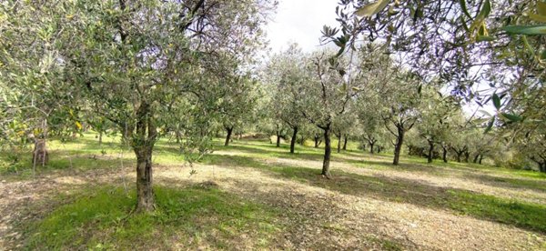 terreno agricolo in vendita a Montecorvino Pugliano in zona Santa Tecla