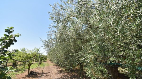 terreno agricolo in vendita a Montecorvino Pugliano in zona San Vito