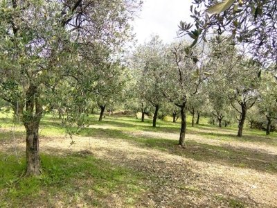 terreno agricolo in vendita a Montecorvino Pugliano in zona Santa Tecla
