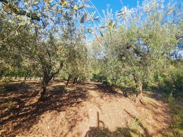 terreno agricolo in vendita a Montecorvino Pugliano in zona Pugliano