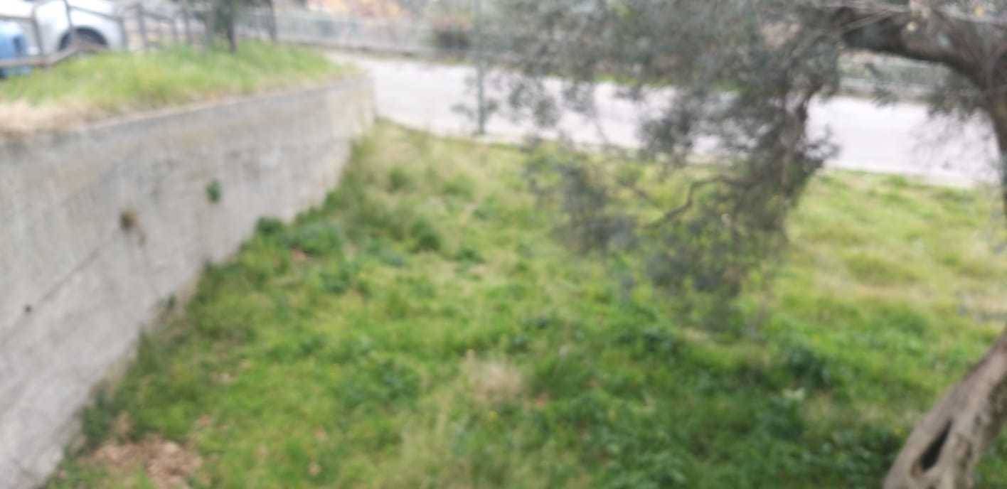 terreno agricolo in vendita a Montecorvino Pugliano in zona Santa Tecla