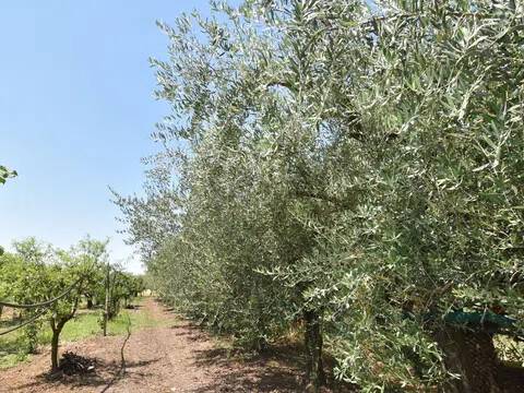 terreno agricolo in vendita a Montecorvino Pugliano in zona San Vito