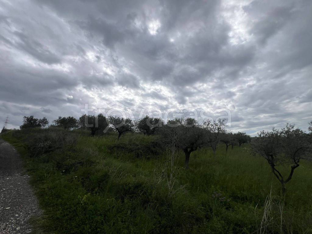 terreno agricolo in vendita a Montecorvino Pugliano