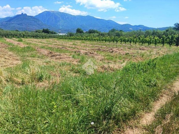 terreno agricolo in vendita a Montecorvino Rovella in zona Macchia