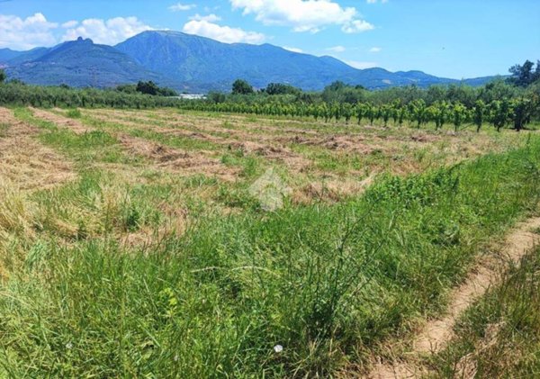 terreno agricolo in vendita a Montecorvino Rovella in zona Macchia