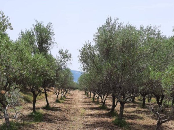 terreno agricolo in vendita a Montecorvino Rovella in zona Pezze