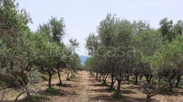 terreno agricolo in vendita a Montecorvino Rovella in zona Pezze