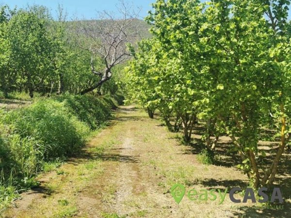terreno agricolo in vendita a Montecorvino Rovella