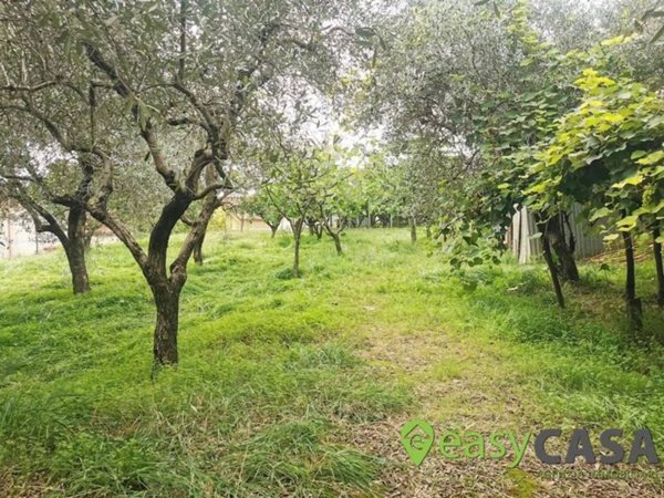 terreno agricolo in vendita a Montecorvino Rovella