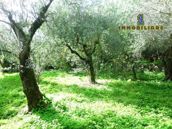 terreno agricolo in vendita a Montecorvino Rovella in zona Gauro
